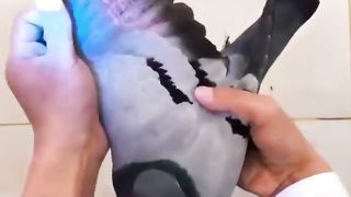 Shining Pigeon With UV Light
