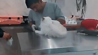 cat tik tok