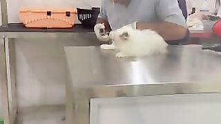 cats tik tok
