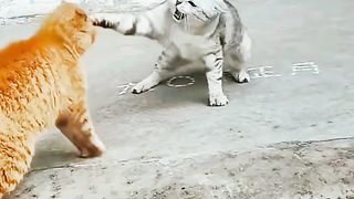 Cats ????