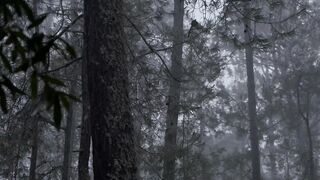 rain in forest
