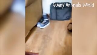 Funniest Cats And Dogs Videos ???? - Best Funny Animal Videos 2023 ????