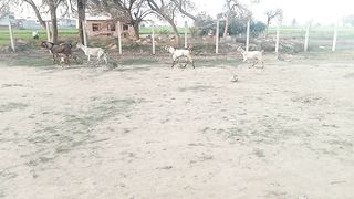 New Video WhatsApp Status