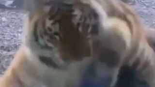 Lucky Child Tiger Attack