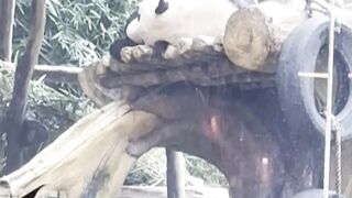 Zoo part