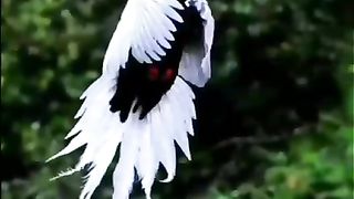 beautiful Birds