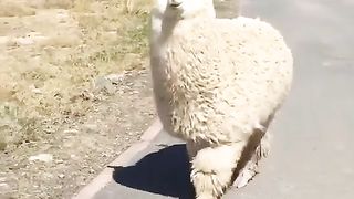 Lamma