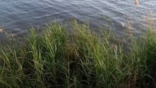 Beauty of Nature _love nature be relaxing _natural beauty