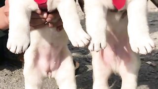 This videos is only dangerous dog.