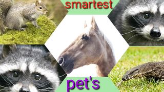 Smartest pets of the world
