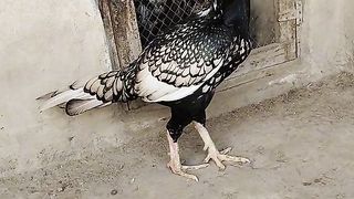 Pakistan aseel bird