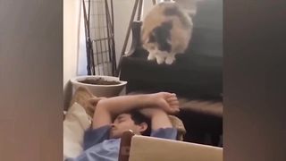 Funny cat videos