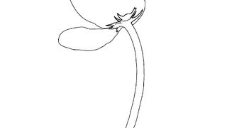 Learn how to draw Digital Flower Illustration in Mobile