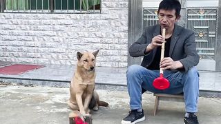 This crazy dog is a wonderful drummer.