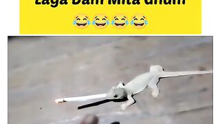 Funny video