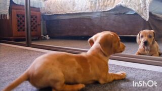Animal videos