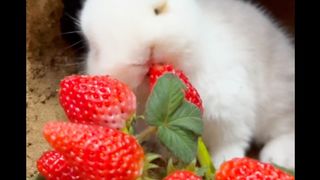 Baby Rabbit Video || OGA || #oga |