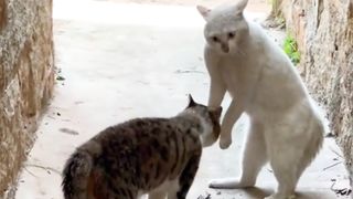 Cats in angry mood