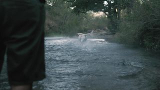 Dog catching a ball
