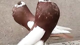 beautiful pegion