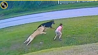 25 Hero Animals That Saved Human Lives
