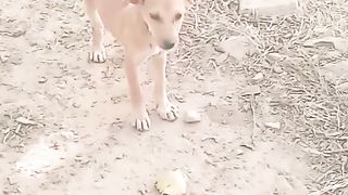 Dogs short video