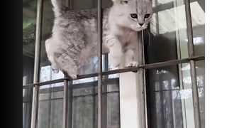 The Funny Action of a Cat