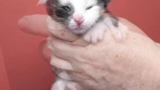 Cats birth