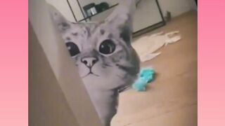 Funny cats