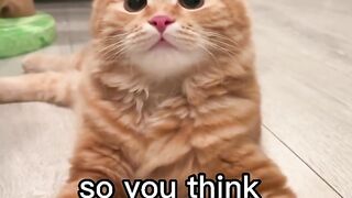 Cats funny prikol video