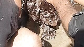 Dog videos