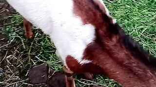 Beautiful goats