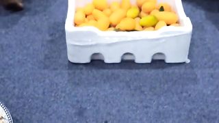 Tiny orange of the world
