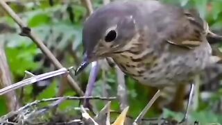 Nature video