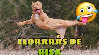???? Este Video te Hará REÍR [99,8% GARANTIZADO] ???????? Mejores Animales Graciosos del Momento
