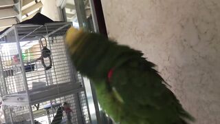 talking parrot video