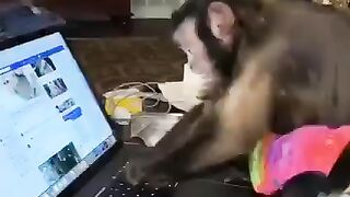Monkey