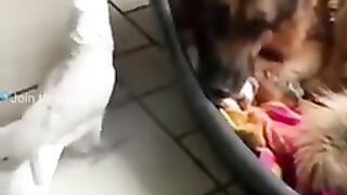 Laughing videos Viral | Animal Like Animal