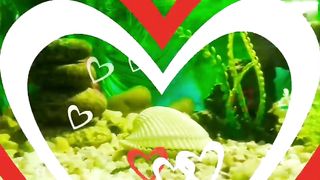 beautiful / fish seen for kids