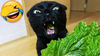 Funny Animal Videos 2023 .Funniest Cats And Dogs Videos