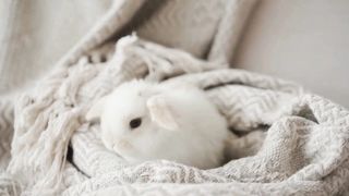 FANTASTIC ANIMAL WORLD