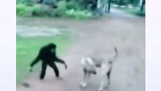 Funny monkey