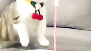 Funny cats compilation video