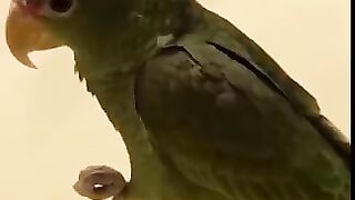 Funny cats and dogs video 2022