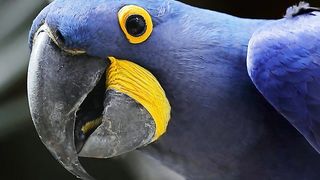 Parrot