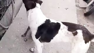 Friend ship video dog and munki