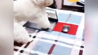 cachorro esperto