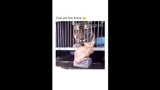 Fearless Cats! (FUNNY VIDEOS)