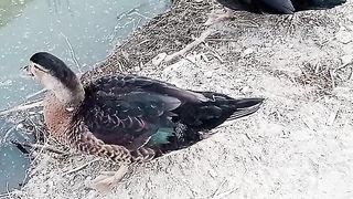 Ducks Ready to Jump into the Water