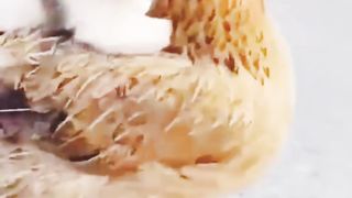 Kid cat kisses hen